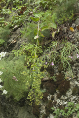Bupleurum rischawii