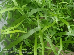 Muehlenbeckia platyclada