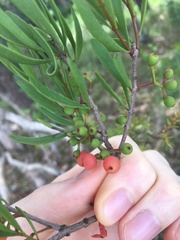 Amyema gaudichaudii