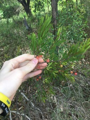 Amyema gaudichaudii