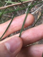 Melaleuca linearis acerosa