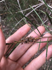 Melaleuca linearis acerosa