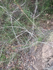 Melaleuca linearis acerosa