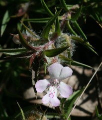 Hemiandra pungens