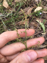 Chenopodium polygonoides