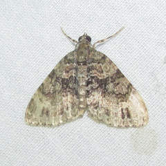 Hammaptera parinotata