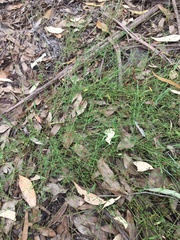 Chenopodium polygonoides