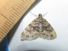 Hammaptera parinotata