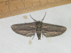 Holochroa dissociarius