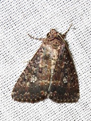Condica capensis