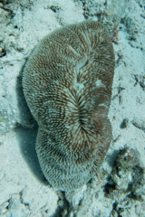 Ctenactis crassa