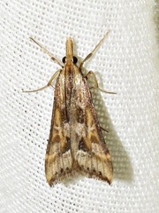 Diasemia