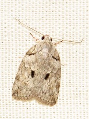 Pardasena virgulana