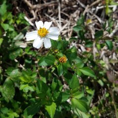 Bidens alba