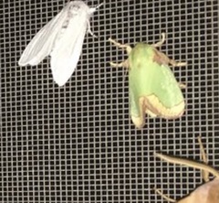 Parasa pastoralis