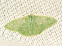 Neromia rubripunctilla