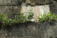 Hylotelephium caucasicum