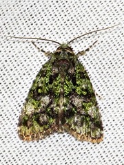 Iambia melanochlora