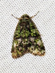 Iambia melanochlora