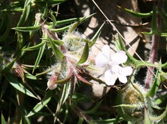Hemiandra pungens