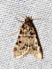 Aglossa incultalis