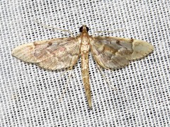 Duponchelia lanceolalis