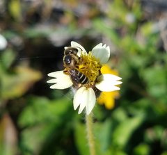 Halictus poeyi