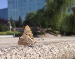 Apatura ilia