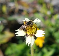 Halictus poeyi