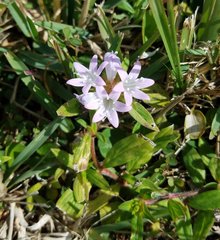 Richardia grandiflora