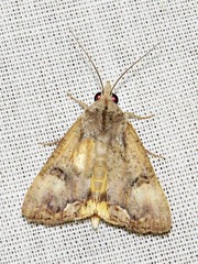Hypocala deflorata