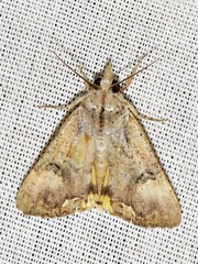 Hypocala deflorata
