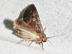 Condica capensis