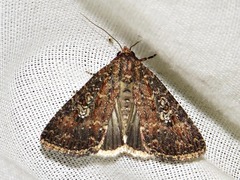 Condica capensis