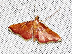 Endotricha erythralis