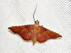 Endotricha erythralis