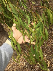 Amyema miquelii