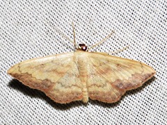 Scopula caesaria