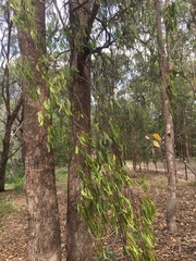 Amyema miquelii