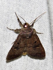 Caradrina tenebrata