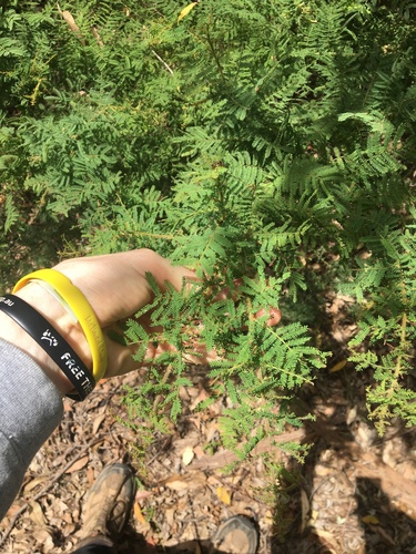 Acacia pubescens, photograph 1