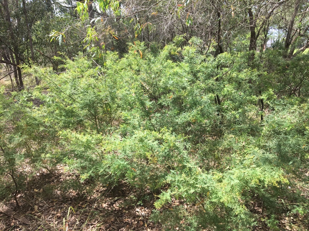 Acacia pubescens; photograph Thomas Mesaglio, CC BY, iNaturalist via GBIF