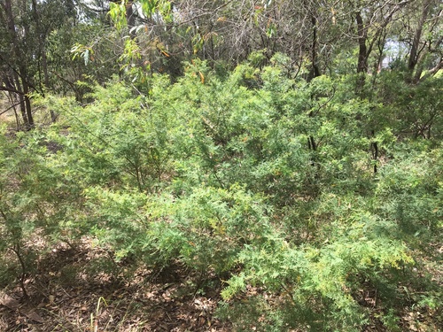 Acacia pubescens