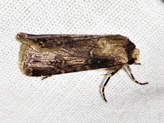 Agrotis denticulosa