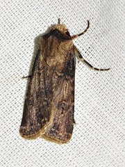 Agrotis denticulosa