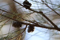Allocasuarina fraseriana