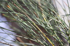Allocasuarina fraseriana