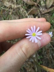 Vittadinia triloba