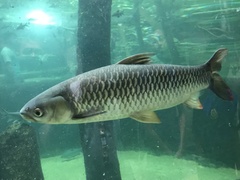 Leptobarbus hoevenii