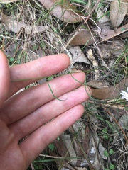 Vittadinia triloba